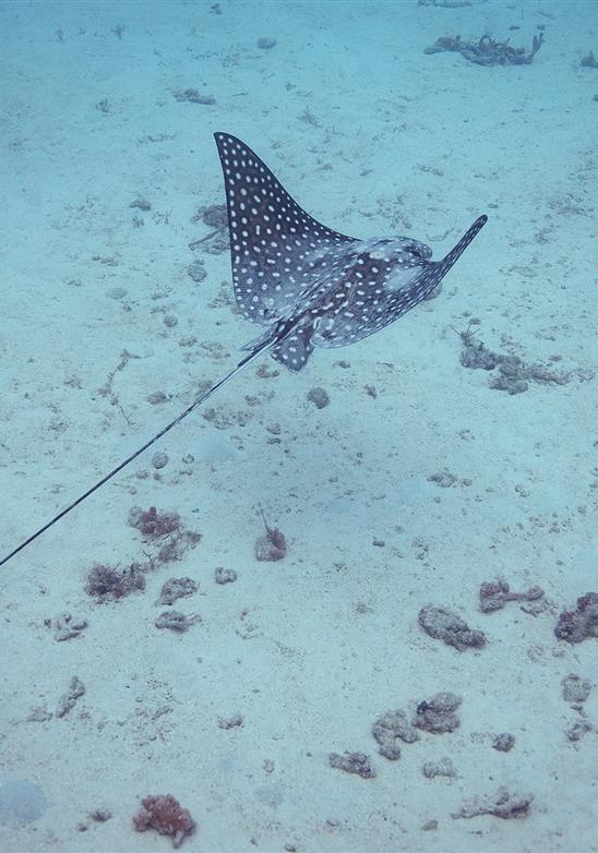Barbade - Beauté des Caraïbes avec une diversité incroyable