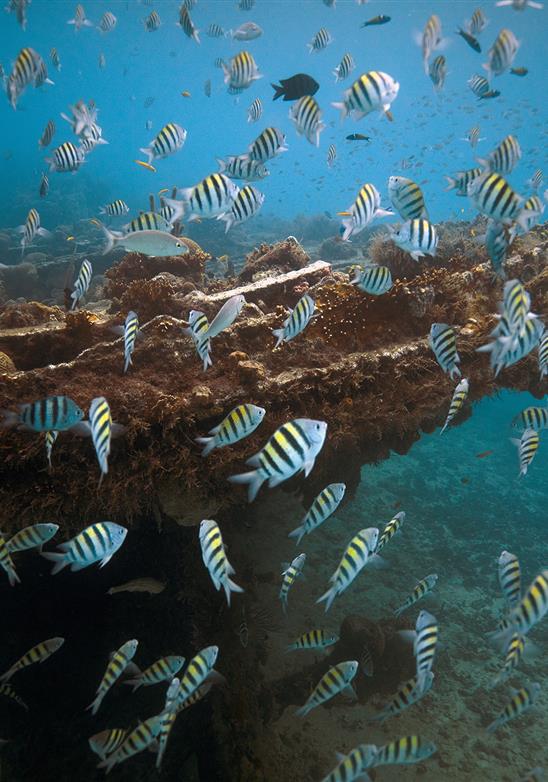 Dykning - 20 skäl att dyka i Barbados