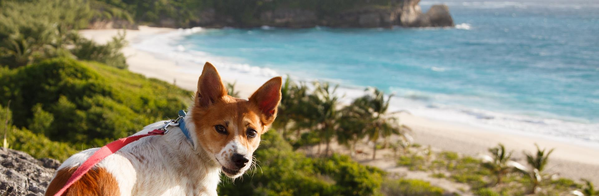 barbados pet travel